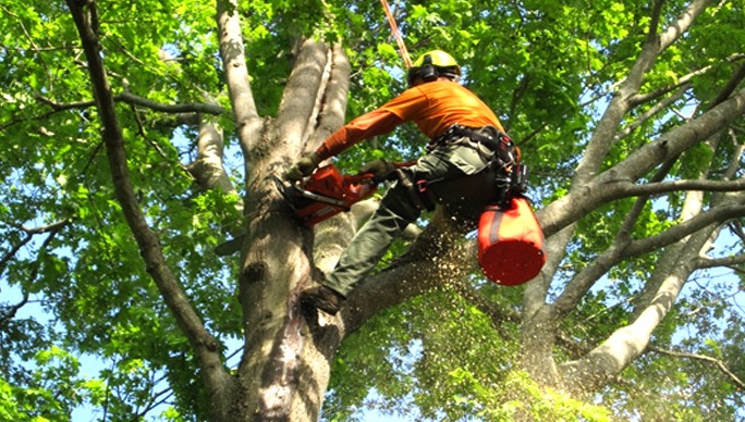 cutting tree illustration 2